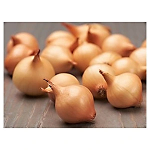 Cibuľa sadzačka Štutgartská 1kg