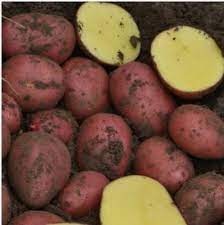 Zemiaky sadbové stredne skoré ružové BALTIC ROSE 5kg