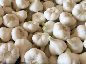 Sadbový cesnak Makói 6ks nepaličiak
