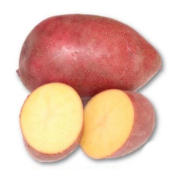 Zemiaky sadbové veľmi skoré ružové  RED BELLAROSA 5kg 35-55mm